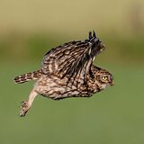 Little owls